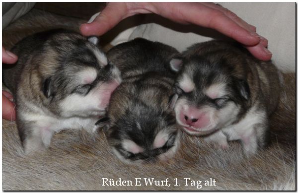 Welpen E Wurf 285.jpg